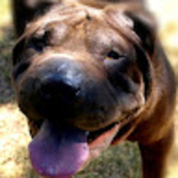 Meet your Posher, Richard - Picture 1 of 1